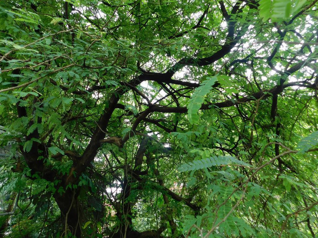 Green Woods Bethlehem Kochi Bagian luar foto